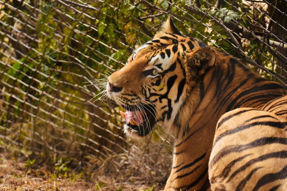 Maroc Tigres