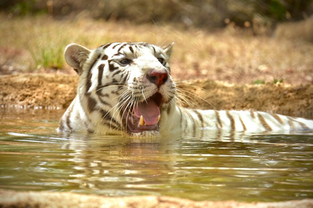 Maroc Tigre